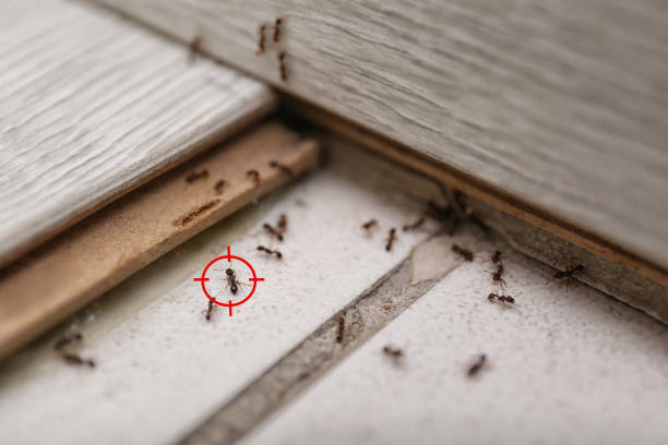 Professional Pest Control in Timpson, TX