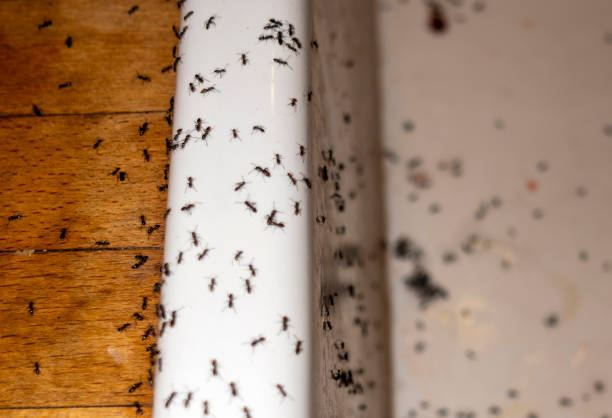 Best Exterminator Services  in Timpson, TX